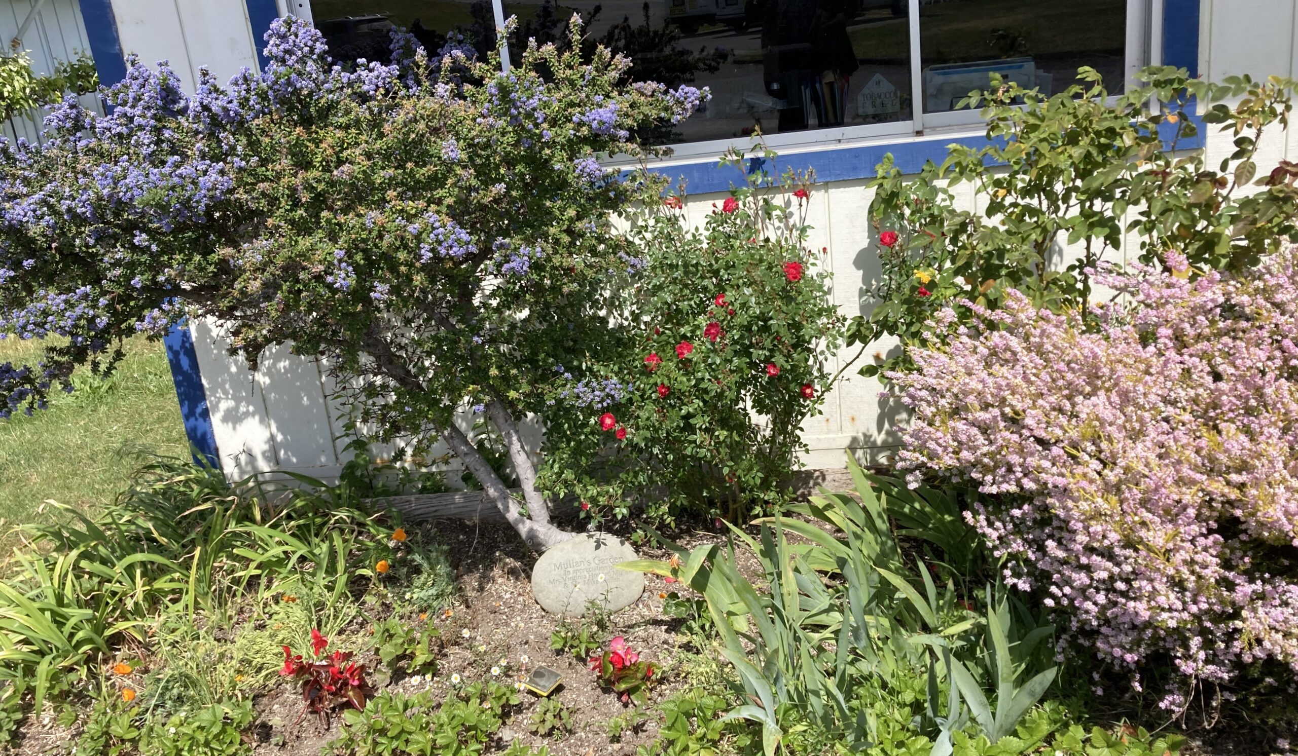 1 Mullan's garden with plants
